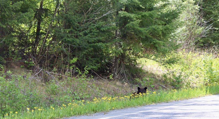 28 38 Canada 65 28 38 Canada 65